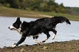 BORDER COLLIE 739